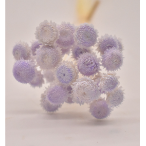 Purple Dried Flower | Wholesale Flowers 20 Stems
